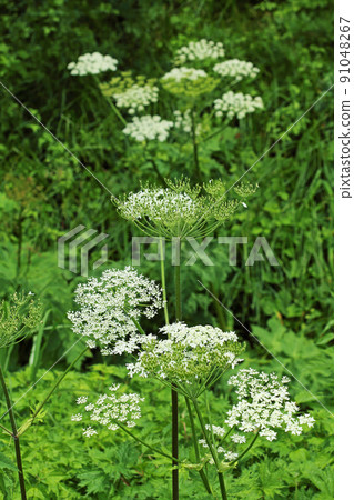 Hanaud blooms in Tadami Town, Fukushima Prefecture Hanaud blooms in Tadami Town, Fukushima Prefecture 91048267