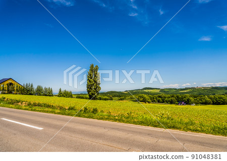 在晴朗的藍天下，北海道美瑛的肯和瑪麗樹。初夏六月 91048381