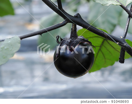 Kamo eggplant in the vegetable garden 91048693
