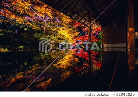 京都Rurikoin夜秋葉-京都的紅葉- 京都Rurikoin夜秋葉-京都的紅葉- 91048820