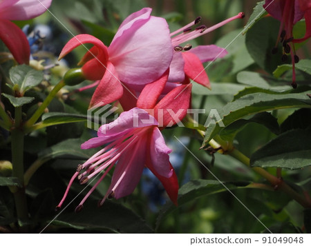 Garden flower fuchsia potted plant 91049048