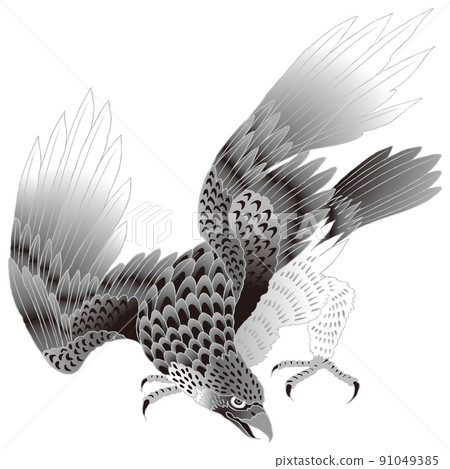 Hawk black and white Hawk black and white 91049385