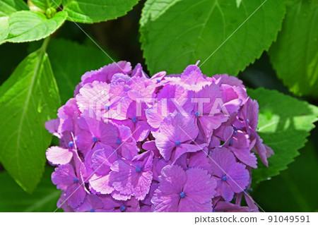 hydrangea hydrangea 91049591