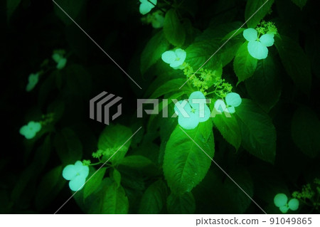 Fluorescent flowers 91049865