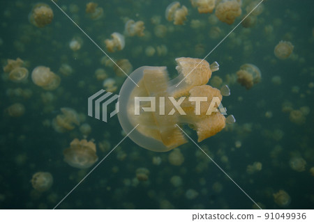 水母湖 水母湖 91049936