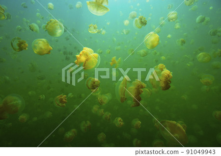 Jellyfish Lake Jellyfish Lake 91049943
