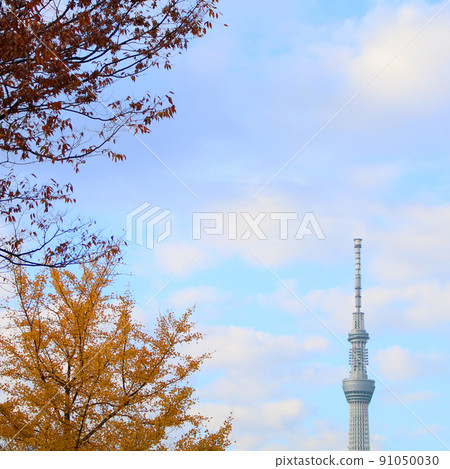 Fall Tokyo Sky Tree Fall Tokyo Sky Tree 91050030