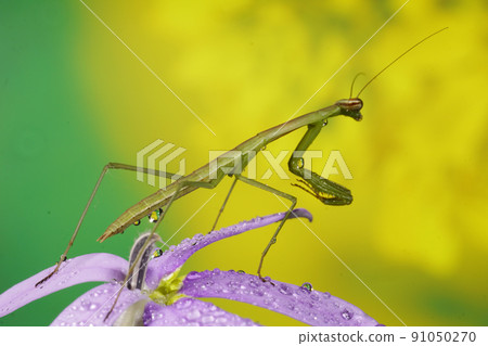 Mantis perching on a flower Mantis perching on a flower 91050270