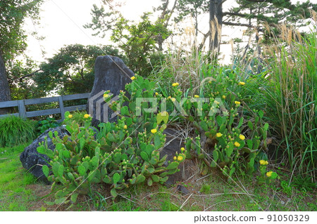 Jungmun Saekdal Beach, coast, beach, sea, promenade, park, Jungmun Saekdal Beach, coast, beach, sea, promenade, park, 91050329