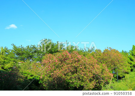 Jungmun Saekdal海灘，海岸，海灘，大海，長廊，公園， 91050358