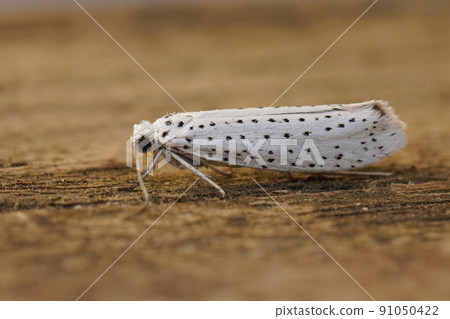 Closeup on the white speckled Yponomeuta evonymella ,Bird-cherry Ermine, sitting on wood in the garden 91050422