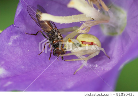 Colorful closeup of a goldenrod crab spider, Misumena vatia, predating on a marmelade hoverfly, Episyprhus balteatus inside a blue Campanula flower Colorful closeup of a goldenrod crab spider, Misumena vatia, predating on a marmelade hoverfly, Episyprhus balteatus inside a blue Campanula flower 91050433