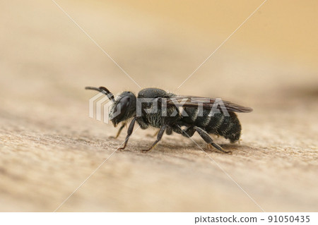 Closeup on a small female cleptoparasite dark bee, Stelis breviuscula sitting on wood Closeup on a small female cleptoparasite dark bee, Stelis breviuscula sitting on wood 91050435