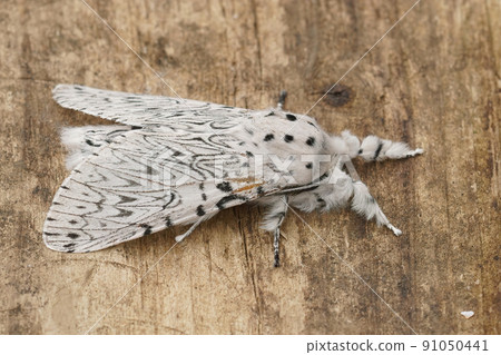 Closeup on the white Lesser Puss Moth , Cerura erminea sitting with closed wings on a piece of wood 91050441