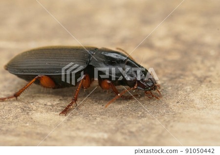 Closeup on a rather large ground beetle, Harpalus rubripes, sitting on a peice of wood 91050442