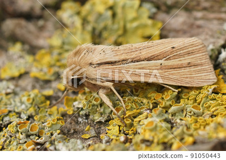 Closeup on the Smoky wainscot owlet moth, Mythimna impura sitting on a lichen covered wood Closeup on the Smoky wainscot owlet moth, Mythimna impura sitting on a lichen covered wood 91050443