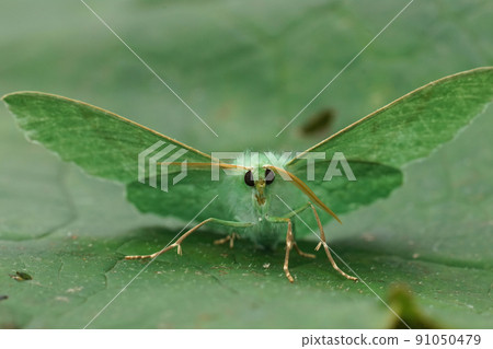 Frontal closeup on the Emerald geometer moth, Geometra papilionaria sitting with open wings on a green leaf Frontal closeup on the Emerald geometer moth, Geometra papilionaria sitting with open wings on a green leaf 91050479