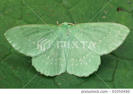 Closeup on the Emerald geometer moth, Geometra papilionaria sitting with open wings on a green leaf Closeup on the Emerald geometer moth, Geometra papilionaria sitting with open wings on a green leaf 91050480