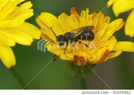 Closeup on a Large-Headed Armoured resin bee, Heriades truncorum sitting in a yellow smooth hawksbeard flower Closeup on a Large-Headed Armoured resin bee, Heriades truncorum sitting in a yellow smooth hawksbeard flower 91050482