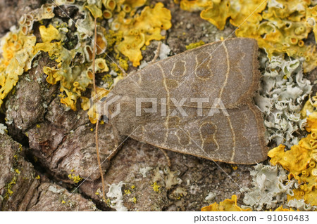 Closeup on the olive moth, Ipimorpha subtusa sitting on lichen covered wood Closeup on the olive moth, Ipimorpha subtusa sitting on lichen covered wood 91050483