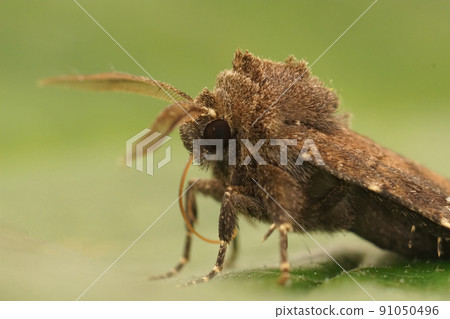 Closeup on the Brown rustic moth, Charanyca ferruginea, sitting on a green leaf 91050496