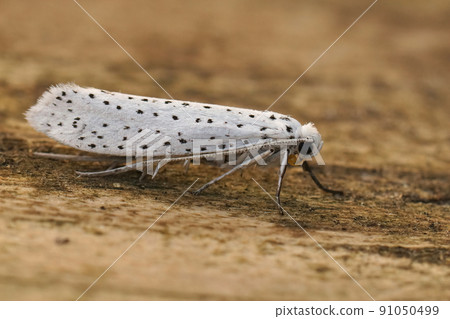 Closeup on the white speckled Yponomeuta evonymella ,Bird-cherry Ermine, sitting on wood in the garden Closeup on the white speckled Yponomeuta evonymella ,Bird-cherry Ermine, sitting on wood in the garden 91050499