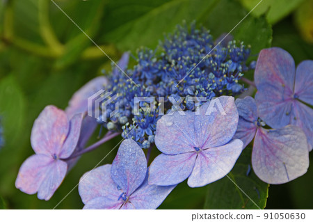  繡球花 91050630