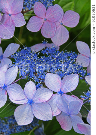  繡球花 91050631