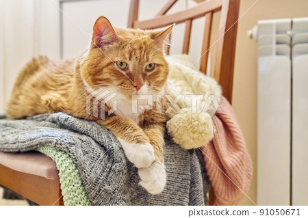 Big red funny cat keep warm in autumn winter cold season near heating radiator Big red funny cat keep warm in autumn winter cold season near heating radiator 91050671