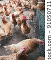 Chickens on traditional free range poultry farm 91050711
