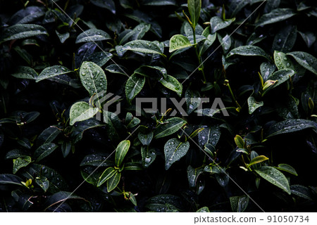 台灣茶葉在台灣 台灣茶葉在台灣 91050734