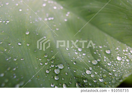 Dew Drops on the leaf in Taiwan alps Dew Drops on the leaf in Taiwan alps 91050735