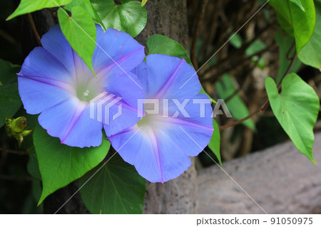 Morning glory on a summer day Morning glory on a summer day 91050975