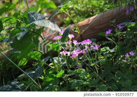 Wildflowers and small flowers on a sunny day 91050977