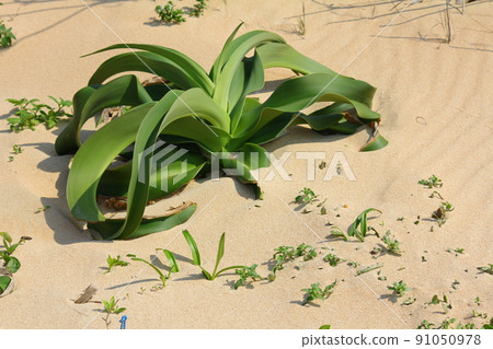 Plants with a strong presence on the beach Plants with a strong presence on the beach 91050978