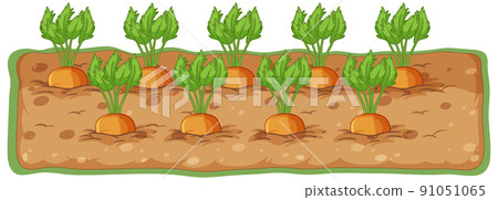 Carrots growing in soil cartoon Carrots growing in soil cartoon 91051065
