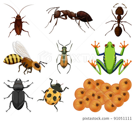 Different kinds of insects and animals on white background Different kinds of insects and animals on white background 91051111