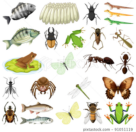 Different kinds of insects and animals on white background Different kinds of insects and animals on white background 91051119