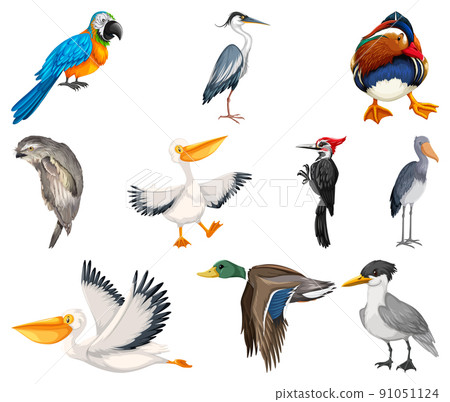 Different kinds of birds collection 91051124