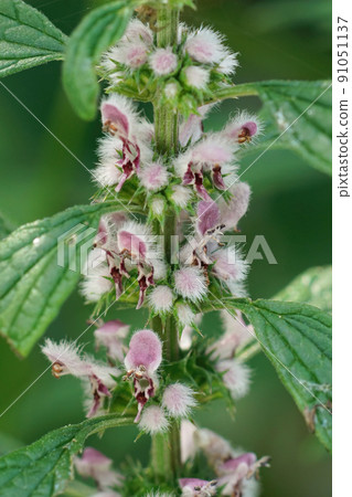 Vertical closeup on the hairy pink flowers of Motherwort, Leonurus cardiaca in the garden Vertical closeup on the hairy pink flowers of Motherwort, Leonurus cardiaca in the garden 91051137