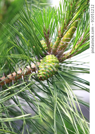 大綠松子（松果） 91051212