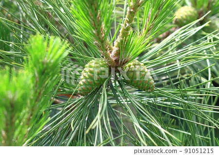 大綠松子（松果） 91051215