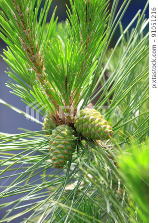 大綠松子（松果） 91051216