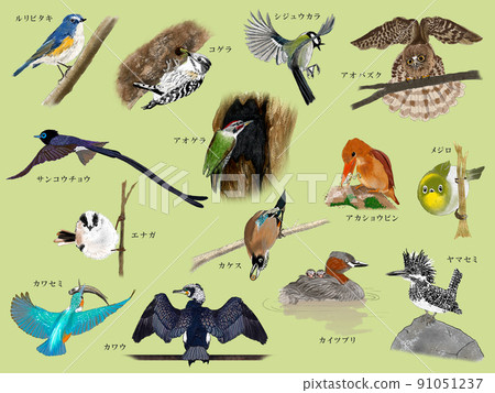 Various wild birds seen in Japan 91051237