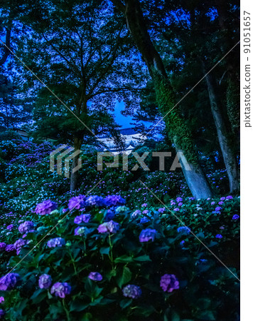 燈火通明的小田原城繡球花和鳶尾花 91051657