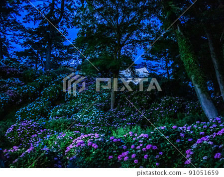 Illuminated Odawara Castle Hydrangea and irises 91051659