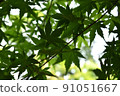 Space scenery of blue maple 91051667