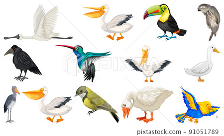 Different kinds of birds collection 91051789