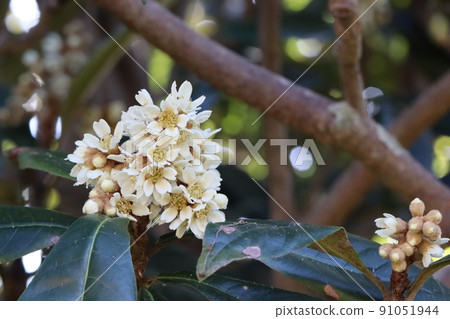 Flower of loquat 91051944
