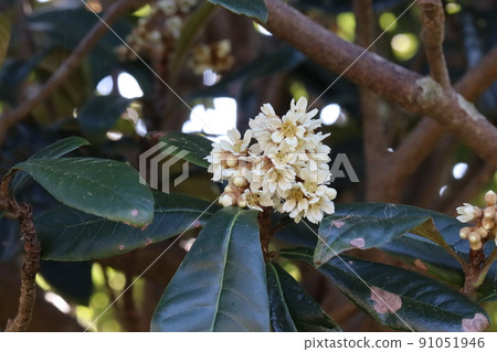 Flower of loquat 91051946
